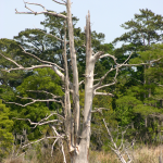 Shoreline of the Waccamaw River