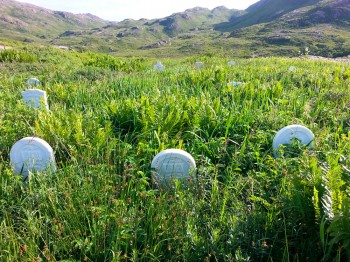 Overgrown cemetery in Rencontre West