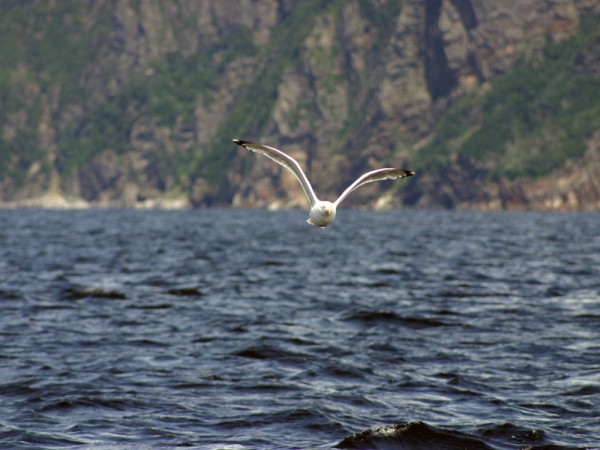 A gull followed us for a mile out of Bay d'Espoir hoping we'd throw him a fish
