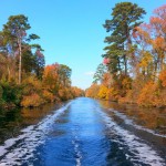 The Dismal Swamp