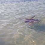 Dorothea swims away (photo by Corning)