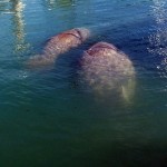 Manatees enjoying the dinghy harbor